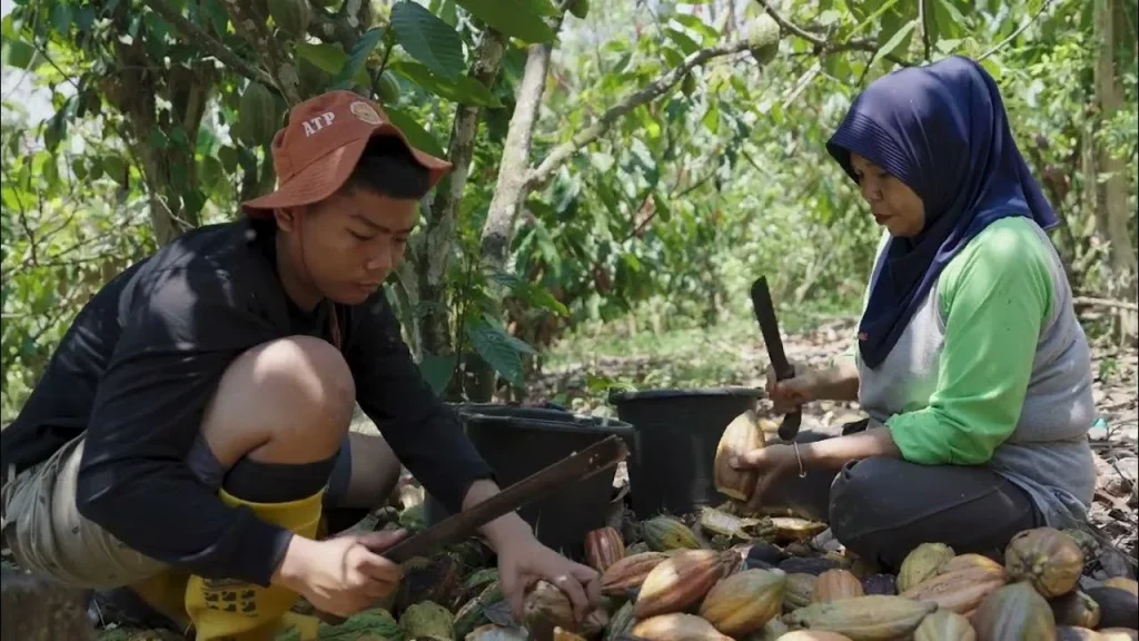 Agroforestri Kakao: Inovasi Berkelanjutan untuk Tingkatkan Pendapatan Petani di Jawa Tengah